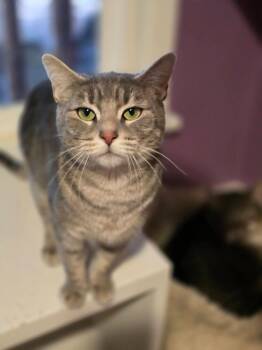 Domestic Short Hair Cats Available for Adoption - Annie | PetCurious