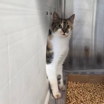 Ani -  Domestic Short Hair Cat for Adoption in Chattanooga, Tennessee - Ani | PetCurious