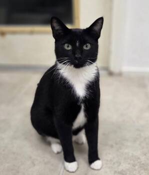 Caboothang (Bonded with Via Rail) -  Domestic Short Hair Cat for Adoption in Maple Ridge, British Columbia - Caboothang (Bonded With Via Rail) | PetCurious