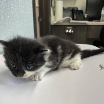 Valor -  Domestic Short Hair Cat for Adoption in Tampa, Florida - Valor | PetCurious