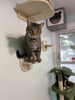 Noodle -  Tabby Cat for Adoption in Chicago, Illinois - Noodle | PetCurious