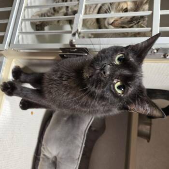 Licorice -  Domestic Short Hair Cat for Adoption in Graham, Texas - Licorice | PetCurious