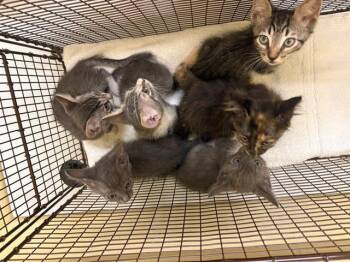 ARCHIE -  Domestic Short Hair Cat for Adoption in Tustin, California - ARCHIE | PetCurious