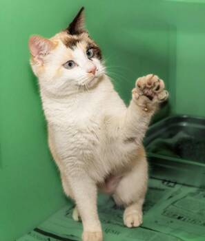 Domestic Short Hair Cats Available for Adoption in Cookeville, Tennessee - ELBOW MACARONI | PetCurious