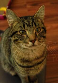 Domestic Short Hair Cats Available for Adoption in Ona, West Virginia - Oliver | PetCurious