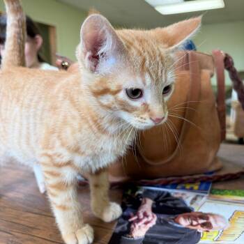 Funnel Cloud -  Domestic Short Hair Cat for Adoption in Bloomington, Illinois - Funnel Cloud | PetCurious