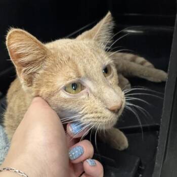 Percy -  Domestic Short Hair Cat for Adoption in Des Moines, Iowa - Percy | PetCurious