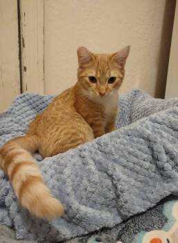Rescue Domestic Short Hair Cats for Adoption in Fresno, California - Waffles | PetCurious