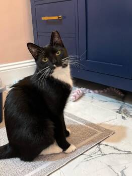 Domestic Short Hair and Tuxedo Cats Available for Adoption - Gracie | PetCurious