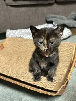 Domestic Short Hair Cats Available for Adoption in Dallas, Texas - Monroe | PetCurious