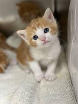 Root -  Domestic Short Hair Cat for Adoption in Memphis, Tennessee - Root | PetCurious