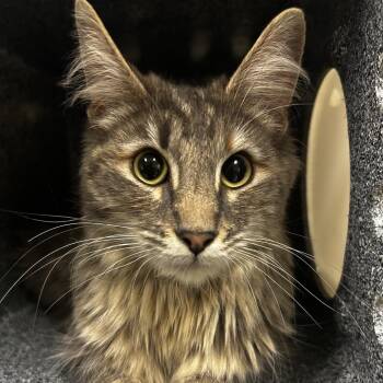 Domestic Medium Hair Cats Available for Adoption in Reno, Nevada - Georgia Rose | PetCurious