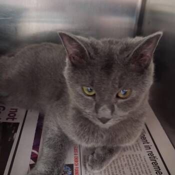 Grayson -  Domestic Short Hair Cat for Adoption in Auburn, Alabama - Grayson | PetCurious