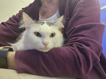 Leila -  Domestic Long Hair Cat for Adoption in Dunkirk, New York - Leila | PetCurious