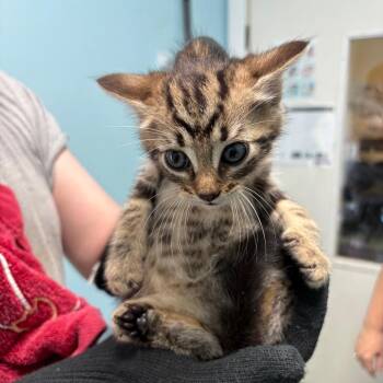 Hawk -  Domestic Short Hair Cat for Adoption in New Fairfield, Connecticut - Hawk | PetCurious