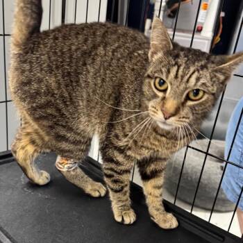 Mister ARC2026-351 -  Domestic Short Hair Cat for Adoption in Akron, New York - Mister ARC2026-351 | PetCurious