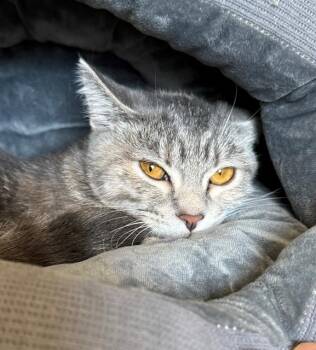 SAGE -  Domestic Short Hair Cat for Adoption in Frisco, Colorado - SAGE | PetCurious