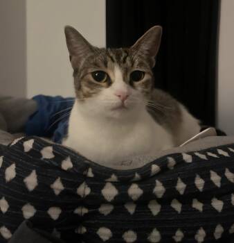 Rescue Domestic Short Hair Cats for Adoption in Huntington Beach, California - Chica | PetCurious