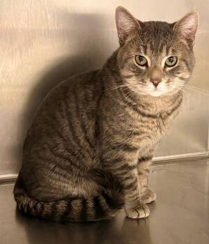 Domestic Short Hair Cats Available for Adoption in Winnipeg, Manitoba - Kiddo | PetCurious