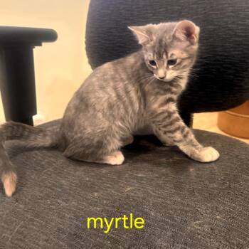 Domestic Short Hair Cats Available for Adoption in Grantsville, Utah - Myrtle | PetCurious