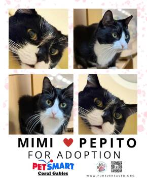 Domestic Short Hair Cats Available for Adoption in Miami, Florida - Mimi And Pepito ^^ Bonded Pair ^^ | PetCurious