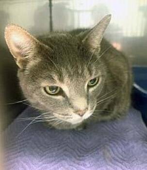 Fridge -  Domestic Short Hair Cat for Adoption in Fishers, Indiana - Fridge | PetCurious