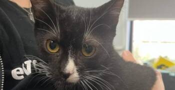 Rescue Domestic Short Hair Cats for Adoption in Houston, Texas - Yard Stick | PetCurious