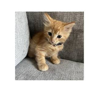 Domestic Short Hair Cats Available for Adoption - Piglet | PetCurious