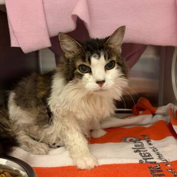 Polliwog -  Domestic Medium Hair Cat for Adoption in Council Bluffs, Iowa - Polliwog | PetCurious