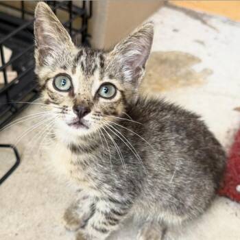 Oxalis -  Tabby and Domestic Short Hair Cat for Adoption in Columbia, South Carolina - Oxalis | PetCurious