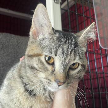 Domestic Short Hair Cats Available for Adoption - Yoonchae | PetCurious