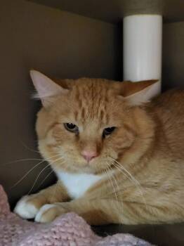 Domestic Short Hair Cats Available for Adoption - HOBBS | PetCurious