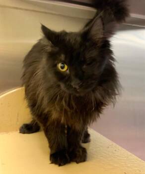 Domestic Long Hair Cats Available for Adoption - Ciri | PetCurious