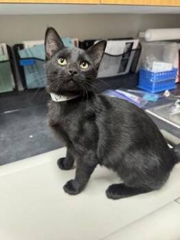 Wind -  Domestic Short Hair Cat for Adoption in Missoula, Montana - Wind | PetCurious