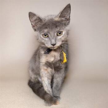 YENNEFER -  Domestic Short Hair Cat for Adoption in St. Louis, Missouri - YENNEFER | PetCurious