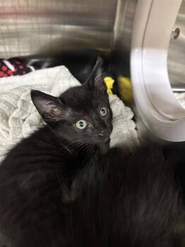 Rescue Domestic Short Hair Cats for Adoption in Fremont, California - BAGHEERA | PetCurious