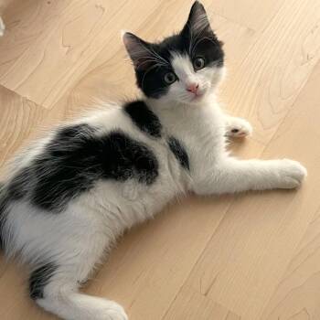 Io -  Domestic Medium Hair and Domestic Short Hair Cat for Adoption in Woodinville, Washington - Io | PetCurious