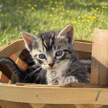 Domestic Short Hair Cats Available for Adoption in Chesapeake, Virginia - Clementine | PetCurious