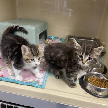 Cauldron -  Domestic Medium Hair Cat for Adoption in Binghamton, New York - Cauldron | PetCurious