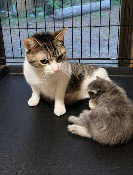 Ducky -  Domestic Short Hair Cat Available for Adoption in Dalton, Georgia - Ducky | PetCurious
