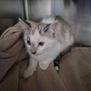 Dottie -  Domestic Short Hair Cat for Adoption in Fort Bragg, California - Dottie | PetCurious