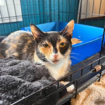 Mulan -  Domestic Short Hair Cat for Adoption in New York, New York - Mulan | PetCurious