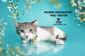 Rescue Egyptian Mau and Tabby Cats for Adoption in Hemet, California - NURSE NICOLETTE "NIC" NEVIN | PetCurious