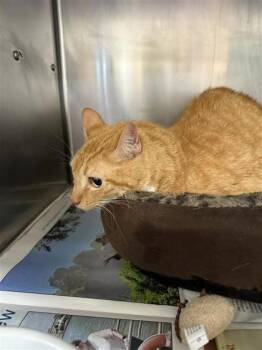 Squirrel-Oc -  Domestic Short Hair Cat for Adoption in Largo, Florida - Squirrel-Oc | PetCurious