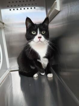 Domestic Short Hair Cats Available for Adoption - Lucy | PetCurious