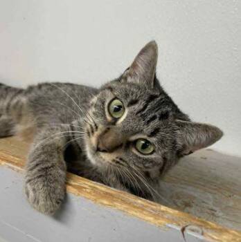 Rescue American Shorthair Cats for Adoption in Philippi, West Virginia - Lindsay | PetCurious