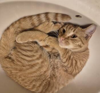 ORANGE MAN -  Domestic Short Hair Cat for Adoption in Highland Park, New Jersey - ORANGE MAN | PetCurious