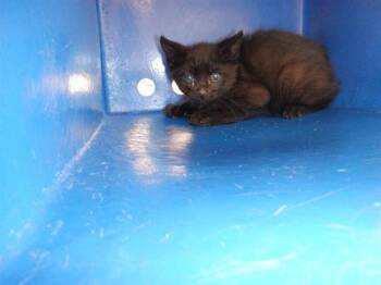OSCAR -  Domestic Short Hair Cat for Adoption in San Jose, California - OSCAR | PetCurious