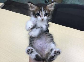 Rescue Domestic Short Hair Cats for Adoption in Thousand Palms, California - COCO | PetCurious