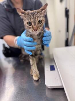 Warrant -  Domestic Short Hair Cat for Adoption in Disputanta, Virginia - Warrant | PetCurious